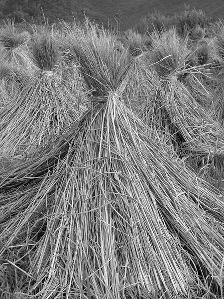 Yangshou, China van Pieter Boogaard