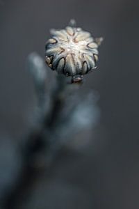 Blühende Blütenknospe in dunkler Atmosphäre von Roosmarijn Bruijns