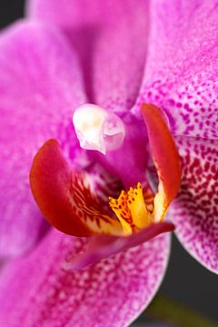 Phalenopsis Pink van Mark Verwey