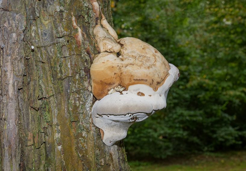 Zunderschwamm an einem Baumstamm von Peter Eckert