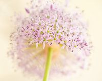 macrophoto of an ornamental onion flower, close-up of the pink flowers