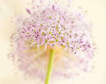 macrophoto of an ornamental onion flower, close-up of the pink flowers