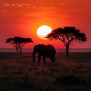 Lone elephant in africa sunset by TheXclusive Art thumbnail