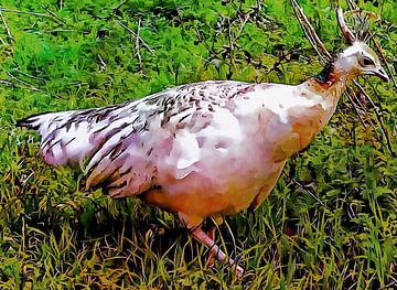 White Peahen Portrait by Dorothy Berry-Lound