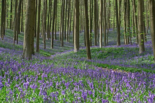 Wilde Hyacinten in het Hallerbos