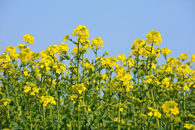 Yellow rapeseed by My Footprints