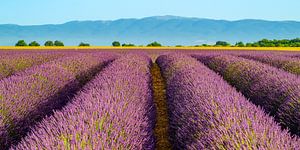 Lavendelblüte in der Provence an einem Sommermorgen