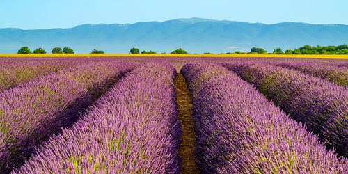 Lavendel in bloei in de Provence tijdens een zomerochtend