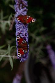 Vlinder paar van Sophie Luther