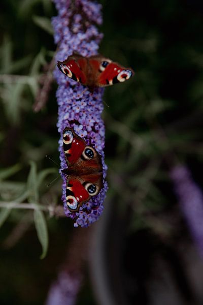 Butterfly pair by Sophie Luther