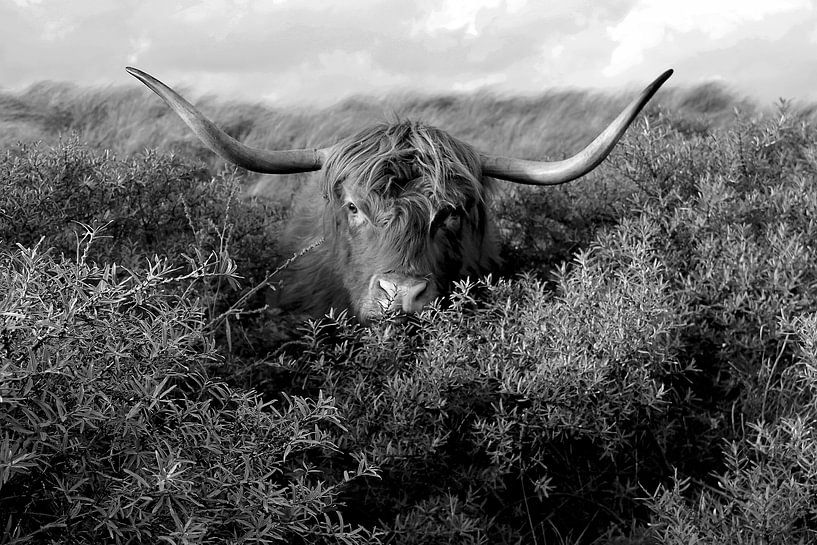 Hide and seek... in black and white by geen poeha