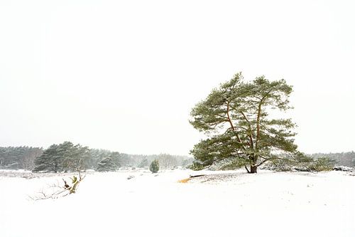 Drenthe winter landscape on the Hondsrug