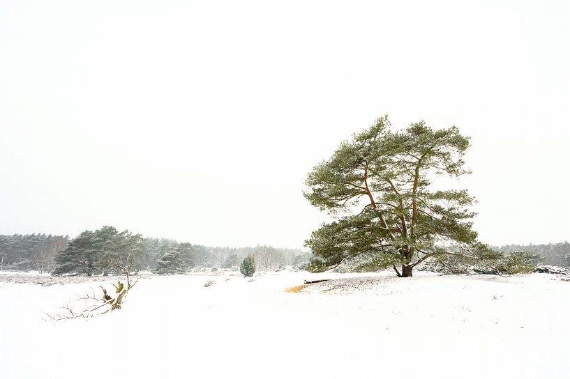 Paysage hivernal de la Drenthe sur le Hondsrug par Henk Osinga