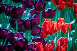 Dutch tulips by Jayzon Photo