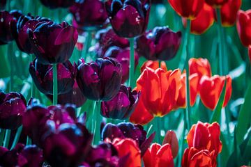 Holländische Tulpen von Jayzon Photo