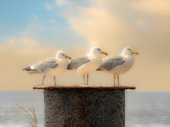 Trio Larus
