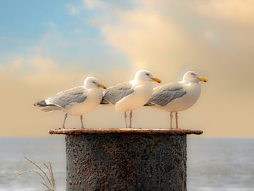 Trio Larus