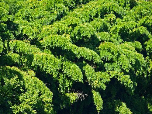 Bomen langs de Vezere
