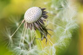 Paardenbloem Macro van Lambertus van der Vegt