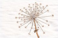 Natural still life of a desiccated hogweed in the snow by Mayra Fotografie thumbnail