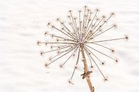Natural still life of a desiccated hogweed in the snow
