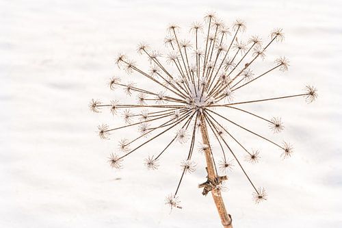 Nature morte d'une berce séchée dans la neige sur Mayra Fotografie