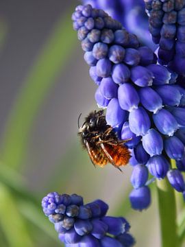 Parende bijen op paarse bloem van Dick Mandemaker