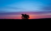 Deelerwoud landschap gouden uur silhouette van Jor DieFotografie thumbnail