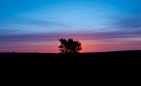 Deelerwoud landschap gouden uur silhouette