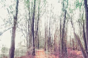 Winterse boswandeling