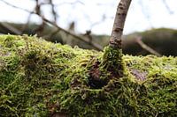 Moos am Baum