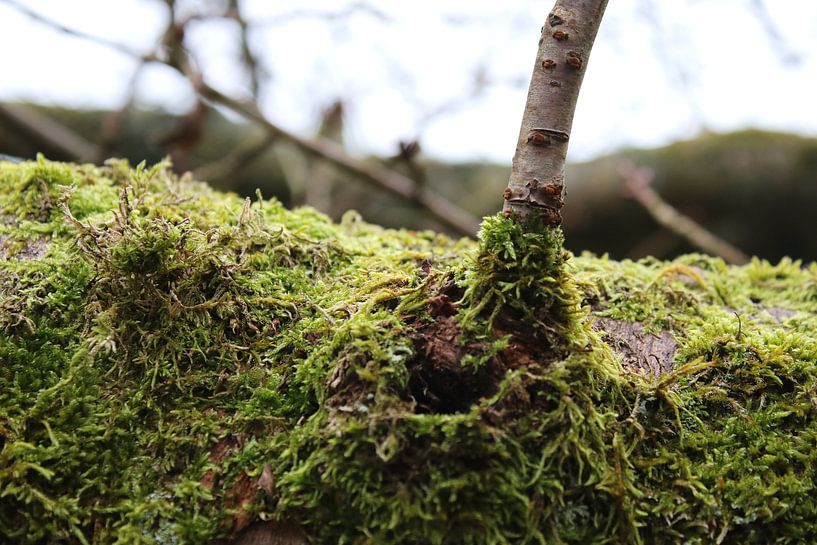 Moos am Baum von Geert Naessens