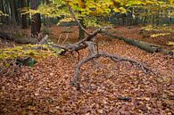 Herbstwald von Kees Lieben Miniaturansicht