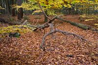 Forêt d'automne