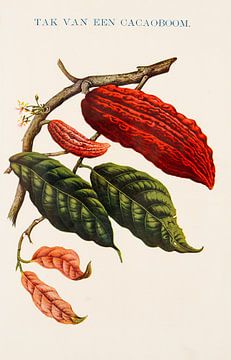 Vintage botanische prent met tak van een cacaoboom van Studio Wunderkammer