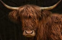 Schotse hooglander