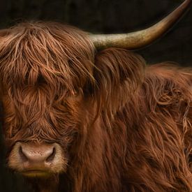 Schotse hooglander van Nienke Bot