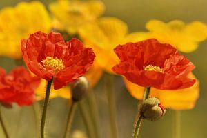 Mohnblumen