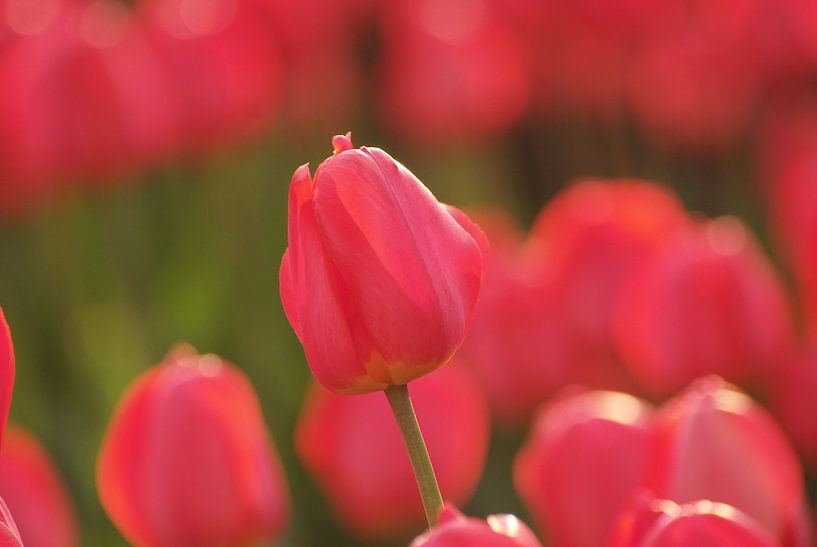tulips by Hubert van Gestel