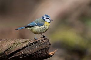 Blaumeise