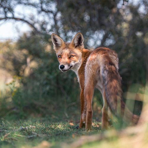 Schitterende vos in de duinen