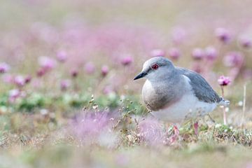 A Magellanic Plover between the purple flowers by RobJansenphotography