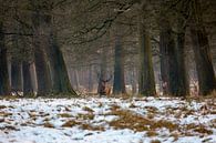 Edelherten in het Nationaal Park de Hoge Veluwe by Evert Jan Kip thumbnail