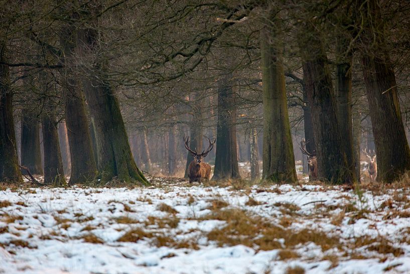 Edelherten in het Nationaal Park de Hoge Veluwe by Evert Jan Kip