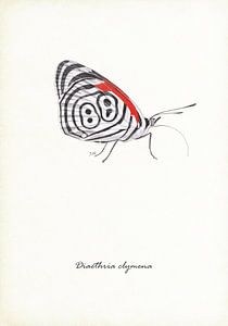 Achtundachtzig Schmetterlinge