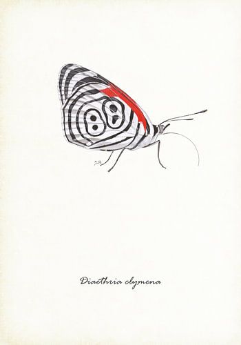 Eighty-eight butterfly
