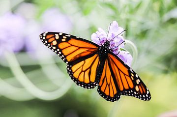 Monarch vlinder van Mark Zanderink