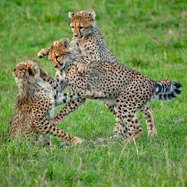 playing Cheetah Cubs by Peter Michel