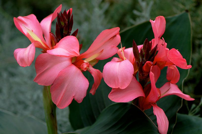 Canna`s in bloei von Ina Hölzel