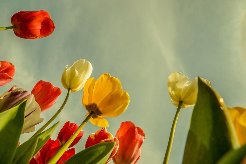 Tulips by Wolbert Erich